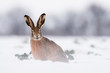 European brown hare-lepus europeaus European brown hare-lepus europeaus
