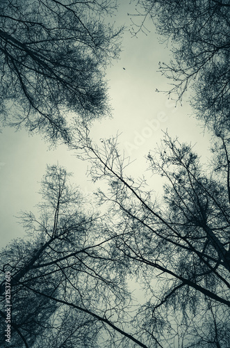 Fototapeta Leafless bare trees over cloudy sky