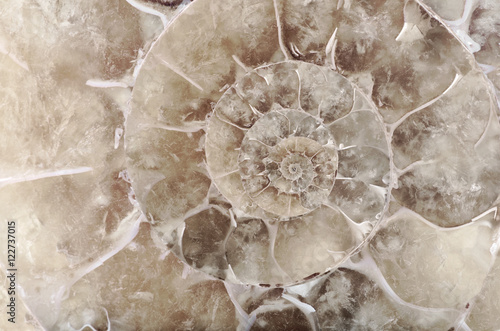 grey ammonite spiral closeup