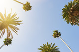 Palm Trees looking up to the sky