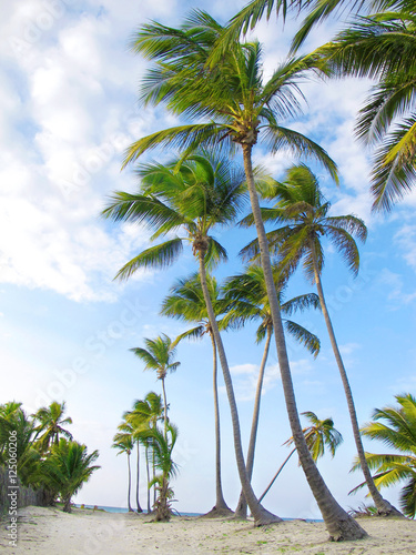 Fototapeta Coconut palms on sand beach in the Dominican Republic.