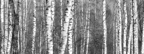 Grove of birch trees and dry grass in early autumn, fall panorama