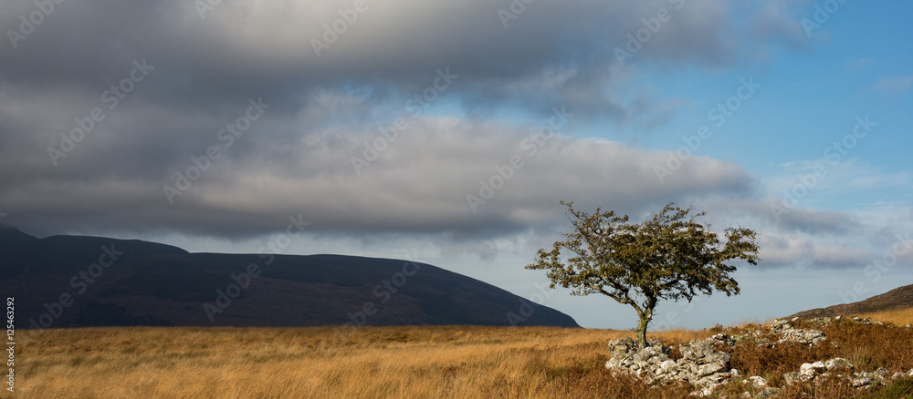 Lone tree in the stormy wilderness landscape of the Kerry mountains