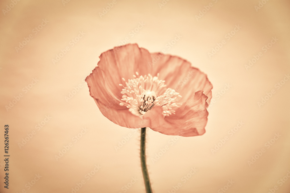 poppy close-up 232)