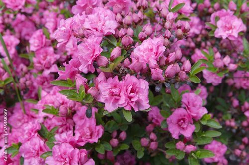 Fotoobraz na płótnie kwiaty różowa azalia (rododendron), lokalna ostrość, płytkie DOF