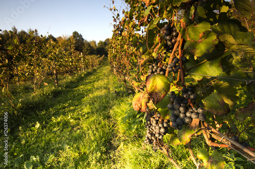 Vineyards./Vineyards 