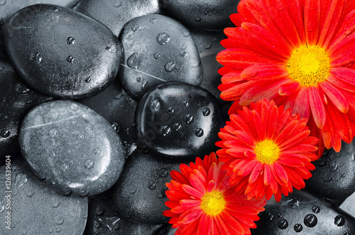 Fototapeta flower on black pebbles in water drops as background