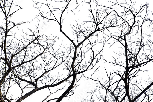 Fototapeta Dead branches.