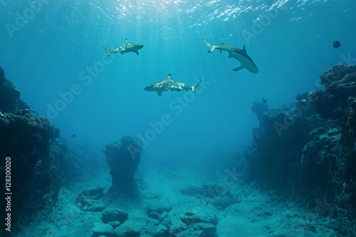 Plakat Trzy rekiny rafowe blacktip podwodne pływanie między dnem oceanu a powierzchnią wody na zewnętrznej rafie wyspy Huahine, Ocean Spokojny, Polinezja Francuska