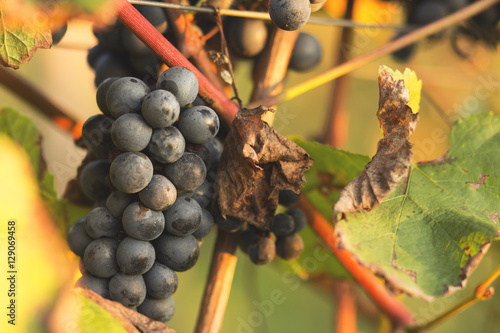 Vineyards./Vineyards 