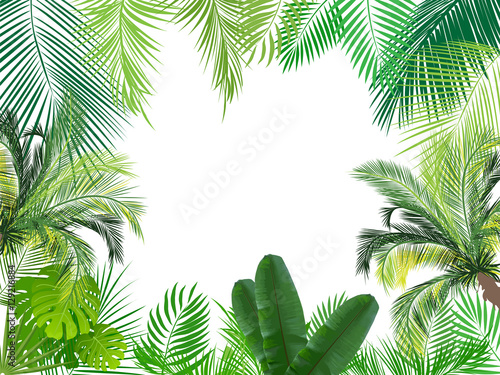 Fototapeta Tropical jungle background with palm tree and leaves. 