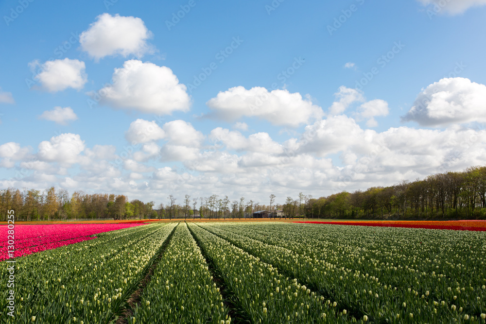 A colourful tulipfield near Lisse in Holland