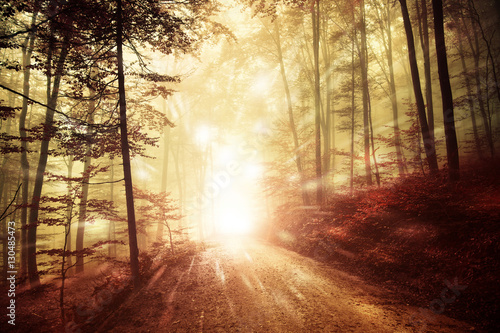 Fototapeta Artistic bright forest road with firefly lights background. Magic colored woodland fairy tale.