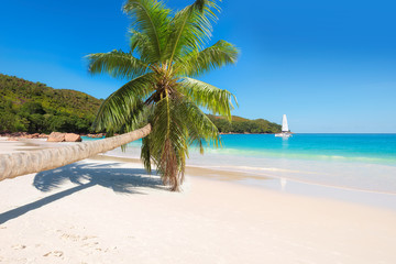 Tropical beach with palm tree and sailing yacht on  horizon.