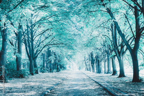 Fototapeta Perfect alley in the park between tall trees. Image toned in blue color. Winter landscape. Beautiful nature background