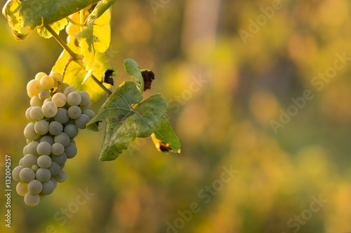 Vineyards./Vineyards 