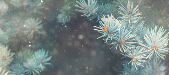 Snow fall in winter forest. Christmas new year magic. Blue spruce fir tree branches detail. Banner image