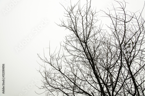 Fototapeta tree branch silhouette on a white background