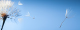 flying dandelion seeds on a blue background