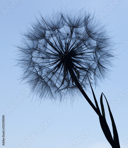 Obraz na płótnie Dandelion silhouette fluffy flower on blue sunset sky