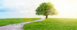 Weg mit Baum. Weg mit Baum.