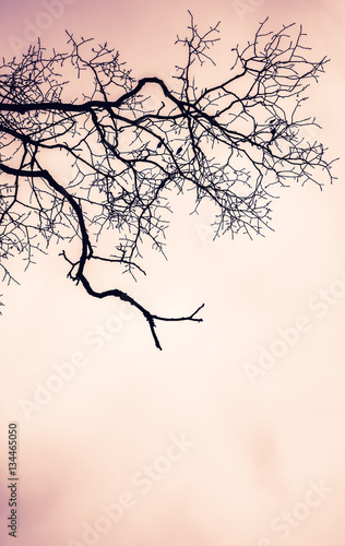 Fototapeta Leafless bare tree over pink cloudy sky
