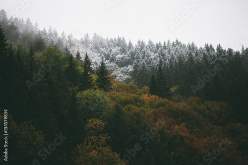 Forest foliage in autumn