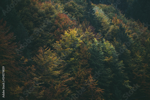 Forest foliage in autumn