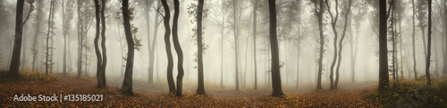 Zdjęcie XXL Panoramiczny krajobraz lasu. Drzewa i mgła na deszczowy dzień w naturalnej lasowej panoramie