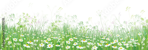 Fototapeta Vector blossoming flowers field, nature border isolated.