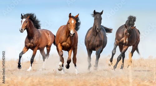 Fototapeta Horse herd run gallop with dust