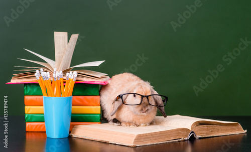 Plakat Mądry królik z eyeglasses siedzi na książkach blisko opróżnia zielonego chalkboard