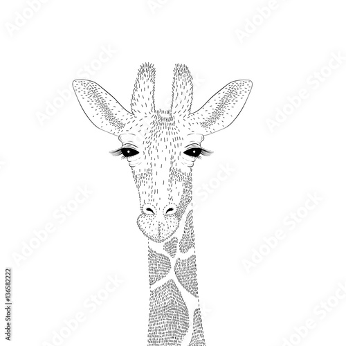 Obraz Fotograficzny Vector cute giraffe portrait. Fashion hand drawn animal illustra