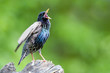 Common starling perching on a tree stump and singing Common starling perching on a tree stump and singing