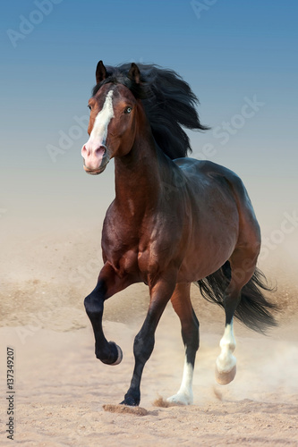  Beautiful bay horse with long mane run gallop in dust
