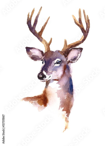 Fototapeta Watercolor Deer Hand Painted Illustration isolated on white background