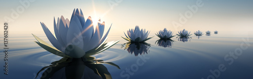 Lotusblüten im Sonnenuntergang © peterschreiber.media