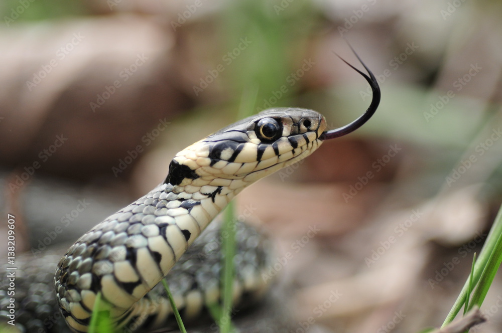Ringelnatter, natrix natrix