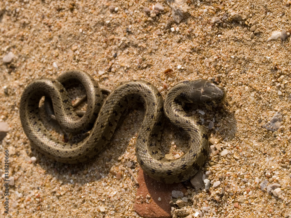Ringelnatter, natrix natrix