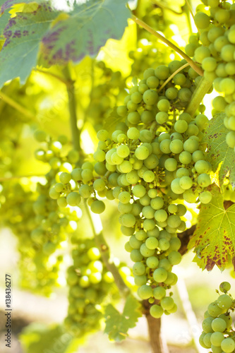 Vineyards./Vineyards 