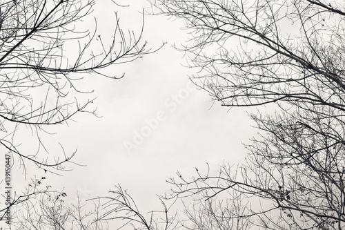 Fototapeta Bare branches of the tree ,color toned.Abstract background.