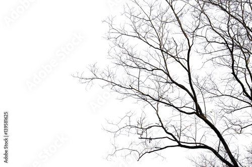 Fototapeta Dead branches , Silhouette dead tree or dry tree on white background with clipping path.