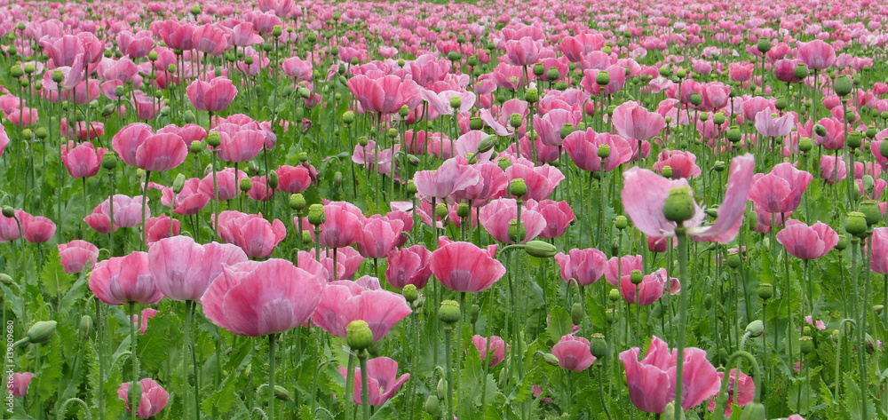 Poppy Flowers - Innviertel - Austria