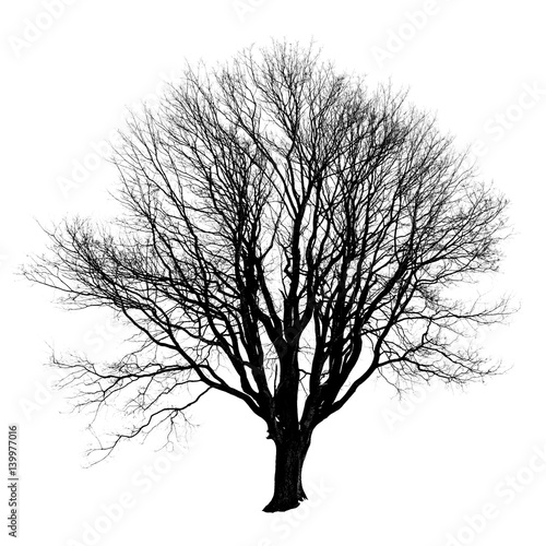  Black silhouette of a tree without leaves on white background.