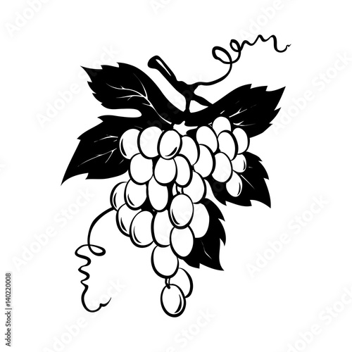 Design elements -- bunch of grapes / Graphic vector illustration, grapes drawing sketch
