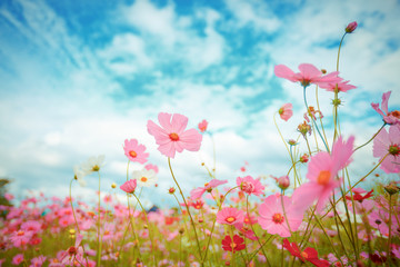 Cosmos flower blossom in garden