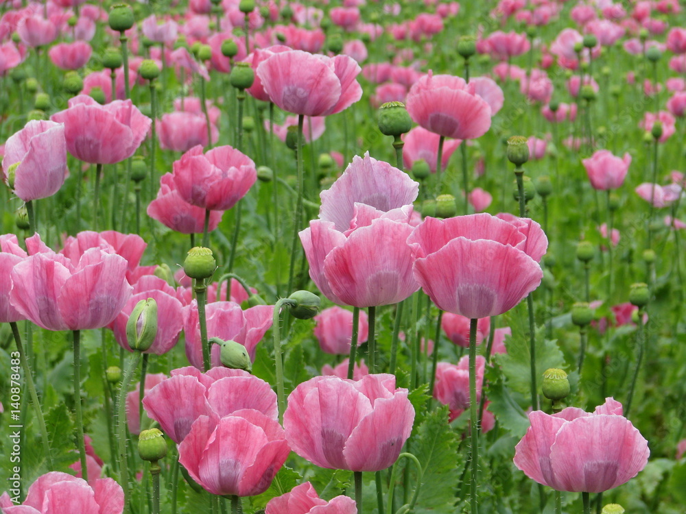 Poppy Flowers - Austria