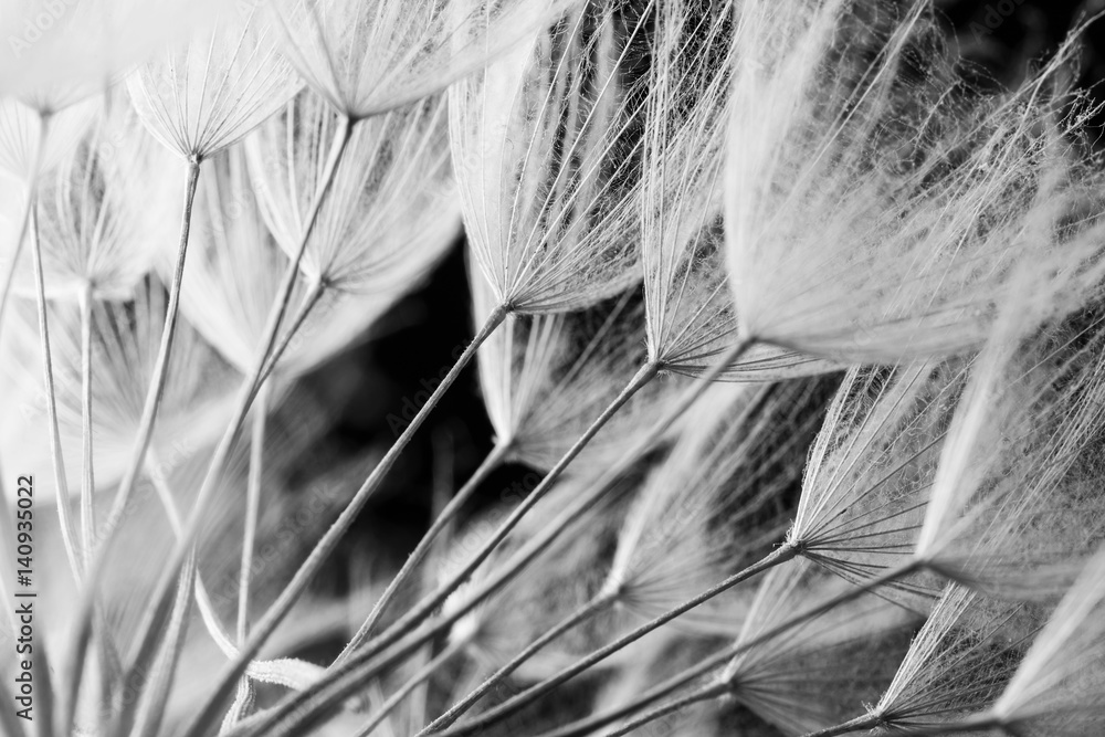 Abstract macro photo of plant seeds. Black and white