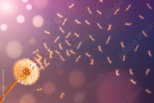 Fototapeta Dandelion in sunlight releasing seeds. Abstraction.