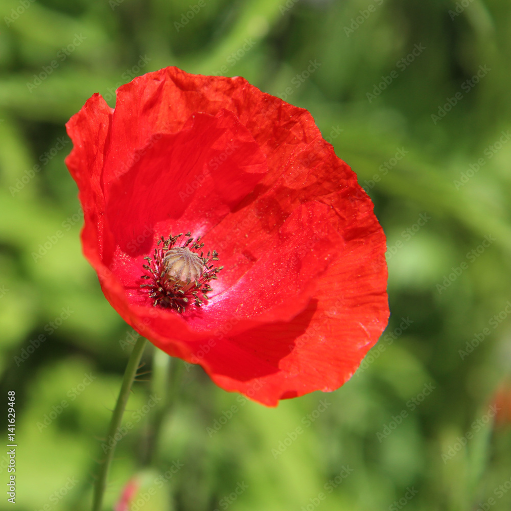 Red Poppy Flower - Austria